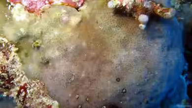 Pavona minuta im Aquarium halten