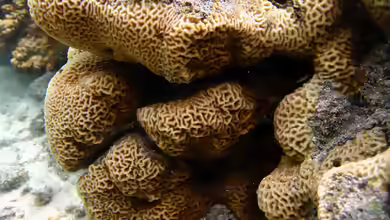 Pavona varians im Aquarium halten