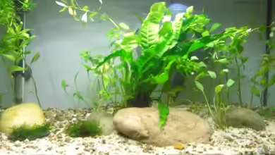 Pea Puffer's Pool von J.