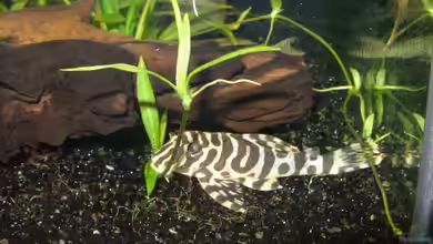 Peckoltia im Aquarium halten