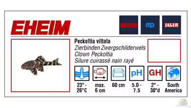 Peckoltia vittata - nur 6 cm gro???