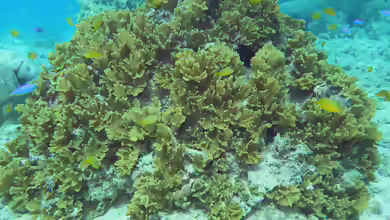 Pectinia paeonia im Aquarium halten