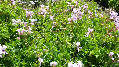 Pelargonium peltatum im Garten pflanzen