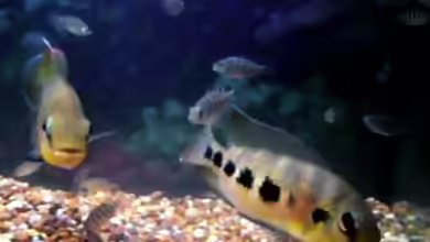 Pelmatolapia mariae im Aquarium halten