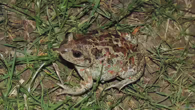 Pelobates fuscus im Gartenteich