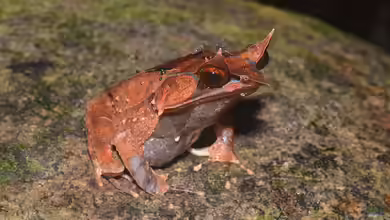 Pelobatrachus nasutus im Terrarium halten