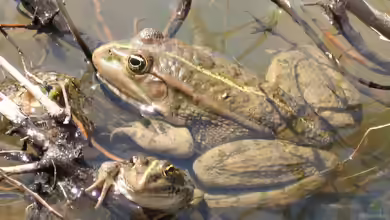 Pelophylax ridibundus im Gartenteich