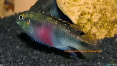 Pelvicachromis - die Arten von Nigeria bis Kongo