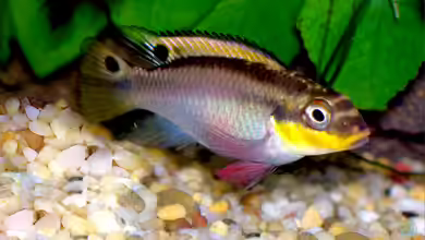 Pelvicachromis-Arten im Aquarium halten