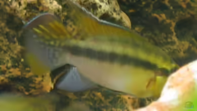 Pelvicachromis humilis im Aquarium halten