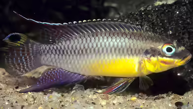 Pelvicachromis kribensis im Aquarium halten