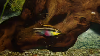 Pelvicachromis pulcher im Aquarium halten