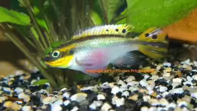Pelvicachromis taeniatus - ein Versteckbrüter aus Westafrika
