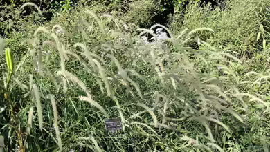 Pennisetum alopecuroides am Gartenteich pflanzen