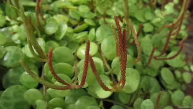 Peperomia prostrata im Terrarium pflanzen