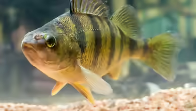 Perca flavescens im Gartenteich halten