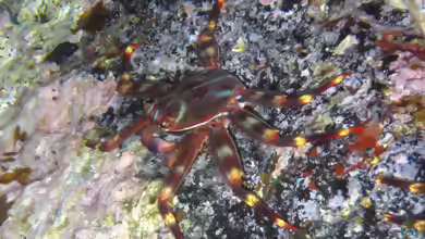 Percnon gibbesi im Aquarium halten