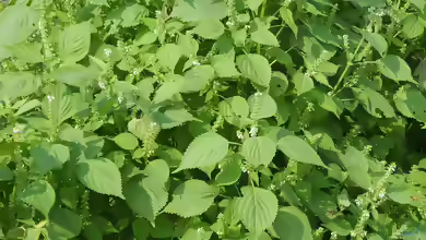 Perilla frutescens am Gartenteich
