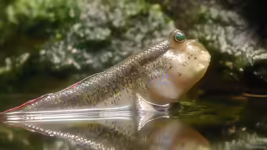 Periophthalmodon septemradiatus im Aquarium halten