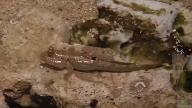 Periophthalmus argentilineatus im Aquarium halten