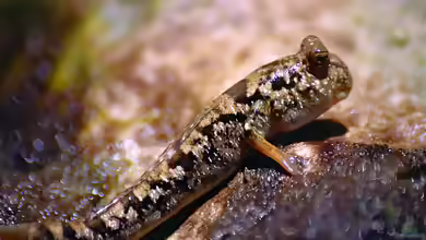 Periophthalmus kalolo im Aquarium halten