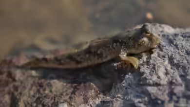 Periophthalmus modestus im Aquarium halten