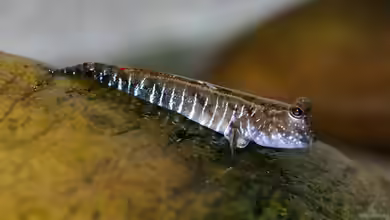 Periophthalmus novemradiatus im Aquarium halten
