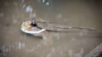 Periophthalmus spilotus im Aquarium halten