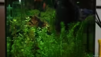 Perlhühnchen existiert nicht mehr von Malawi