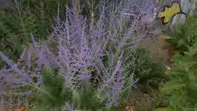 Perovskia abrotanoides im Garten pflanzen