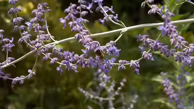 Perovskia atriplicifolia im Garten pflanzen