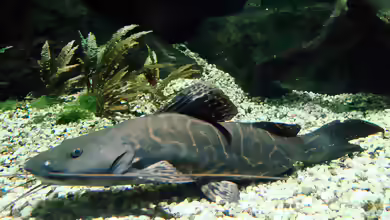 Perrunichthys perruno im Aquarium halten