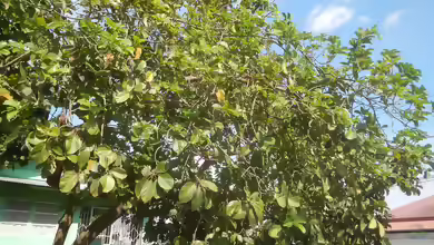 Persea americana im Garten pflanzen