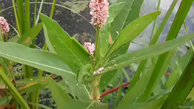 Persicaria amphibia am Gartenteich