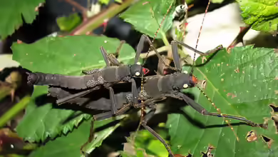 Peruphasma schultei im Terrarium halten