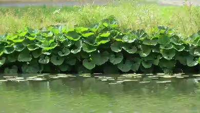 Petasites hybridus am Gartenteich