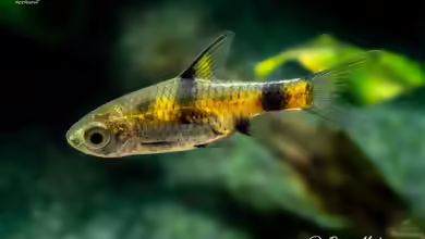 Pethia aurea im Aquarium halten