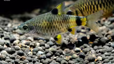 Pethia gelius im Aquarium halten