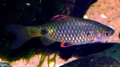 Pethia stoliczkana im Aquarium halten
