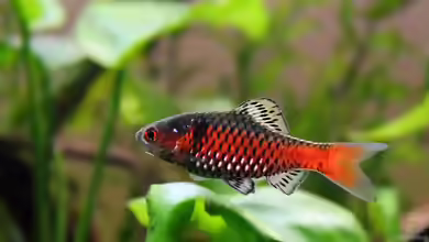 Pethia ticto im Aquarium halten
