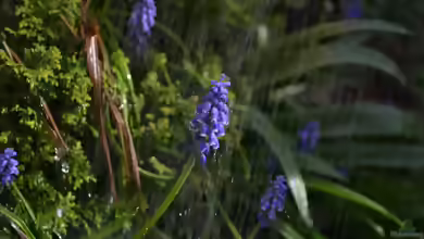 Petrichor: Warum Regen im Garten so unverwechselbar duftet