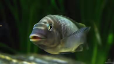 Petrochromis: Anspruchsvolle Aufwuchsfresser aus dem Tanganjikasee