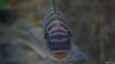 Petrochromis famula im Aquarium