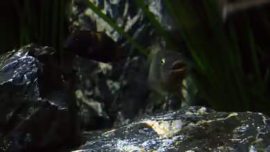 Petrochromis famula im Aquarium