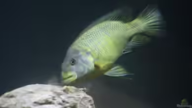 Petrochromis macrognathus im Aquarium halten