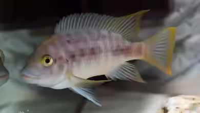 Petrochromis sp. mtoto im Aquarium