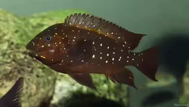 Petrochromis trewavasae im Aquarium