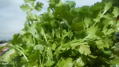 Petroselinum crispum am Gartenteich
