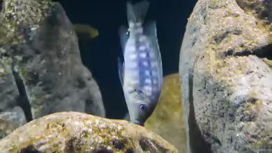 Petrotilapia: Kraftvolle Mbuna für erfahrene Malawi-Aquarianer
