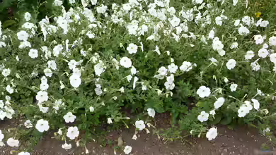 Petunia axillaris im Garten pflanzen